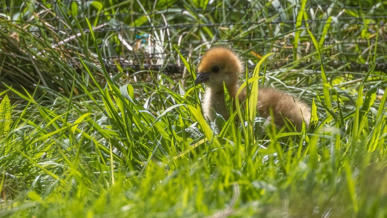 Crested screamer chick